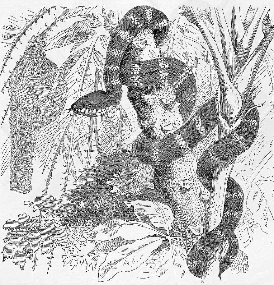 King Snake, Tree, Engraving, Serpent, Reptile, Animal, Wildlife, Wilderness, Banded, Nature, Vintage