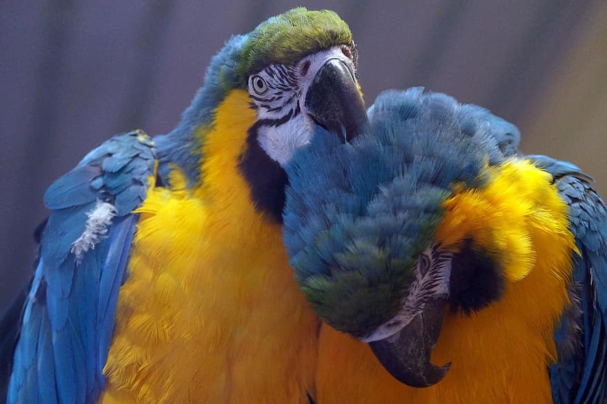 παπαγάλοι, macaws, πουλιά, σκαρφαλωμένο, ζώο, φτερά, ράμφος, νομοσχέδιο, παρατήρηση πουλιών, ορνιθολογία, ζωικού κόσμου