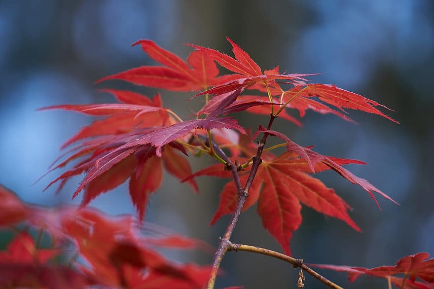 klevas, klevo lapai, japoniškas klevas, pobūdį, flora, ruduo, lapai, sezoną, medis, kelių spalvų, geltona