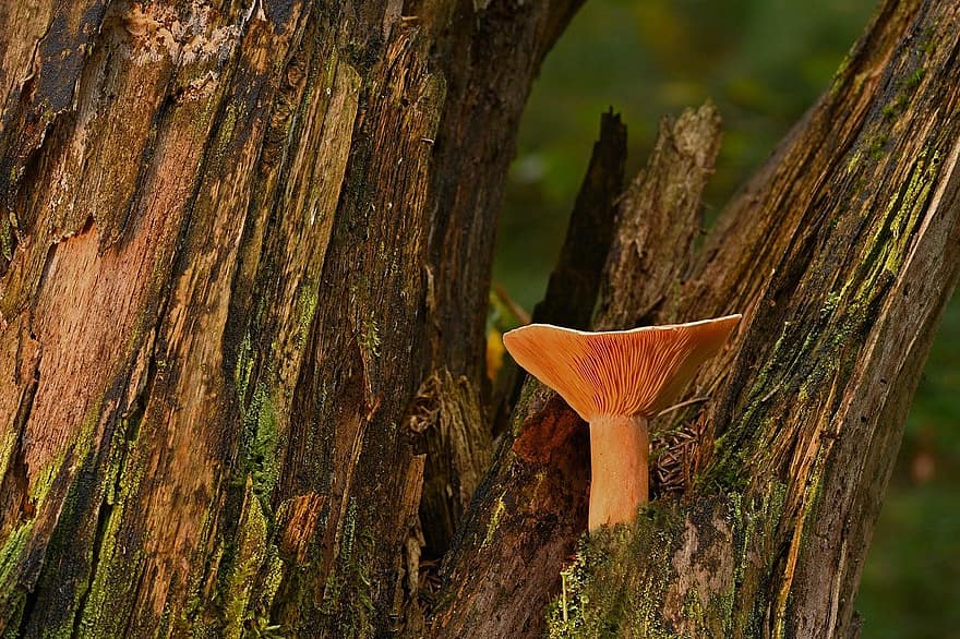гриб, грибок диска, пень, природа, лес, осень, на открытом воздухе, крупный план, грибок, дерево, время года
