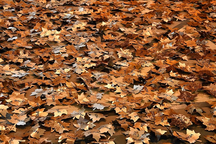 outono, sai, folhagem, folhas de outono, folhagem de outono, cores do outono, estação do outono, cores de outono, folhas de laranja, folhagem laranja, floresta