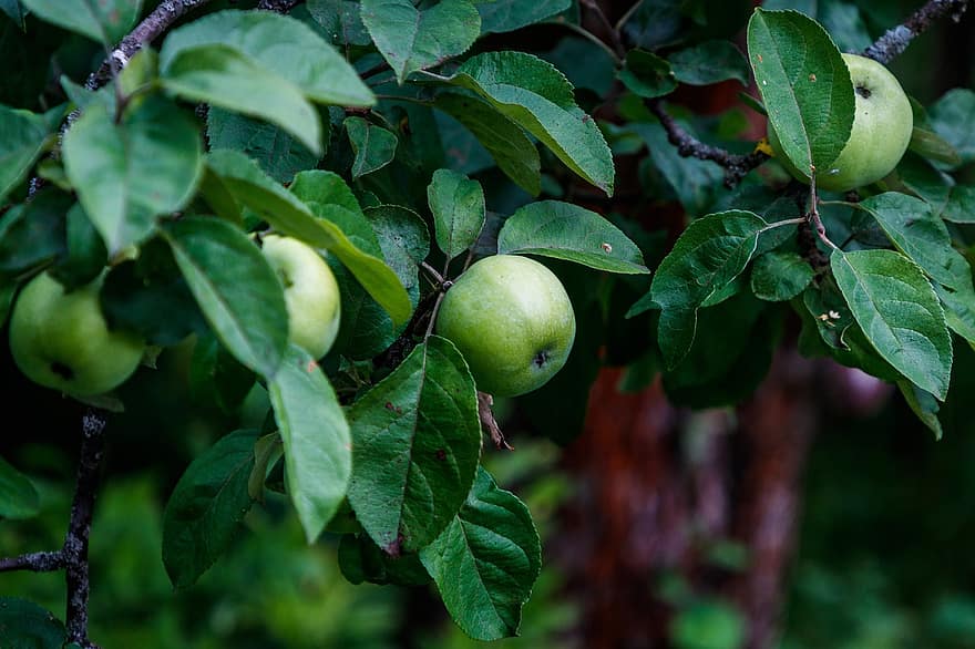Ябълково дърво, дърво, ябълки, плодове, жътва, листа, клон, село, лято, на открито, Слънчев ден