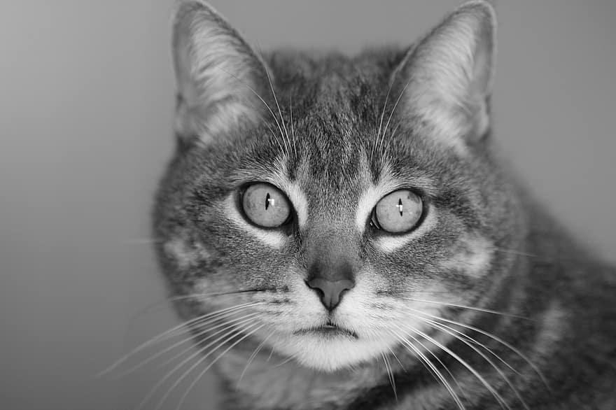pisică, cap, față, ochii pisicii, felin, mustati, fata de pisica, animal de companie, mamifer, animal, portret