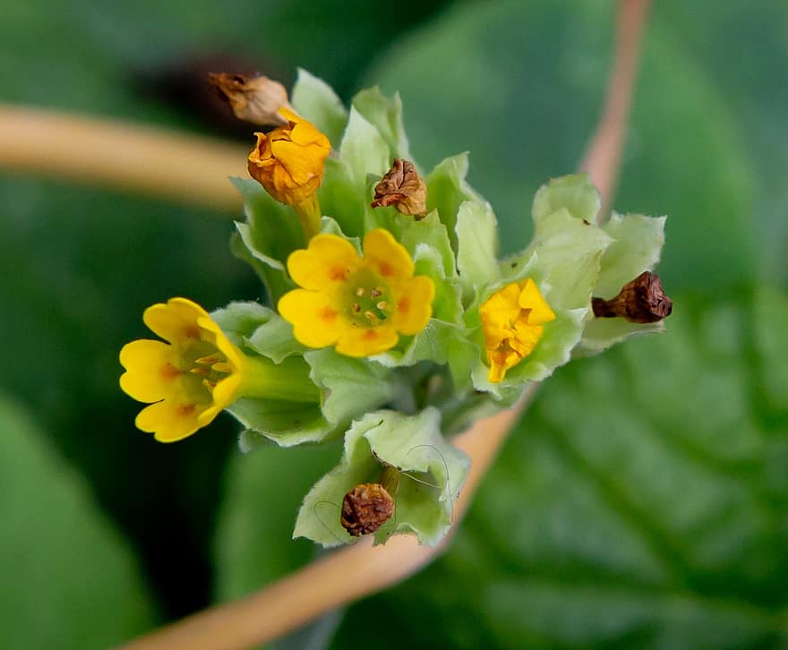 Mooie Primula, λουλούδι, κίτρινος, μικρό κίτρινο λουλούδι, αγριολούλουδο, εργοστάσιο λιβαδιών, φύση, ανθίζω, πέταλο, βοτανική, άνθος