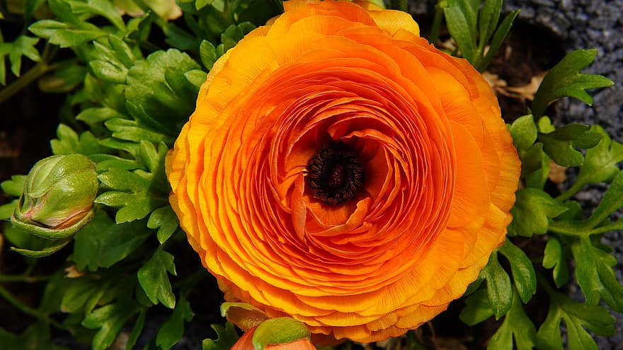 ranunculus, blomst, blomstre, oransje, petals, natur, hage, vår, nærbilde, anlegg, petal