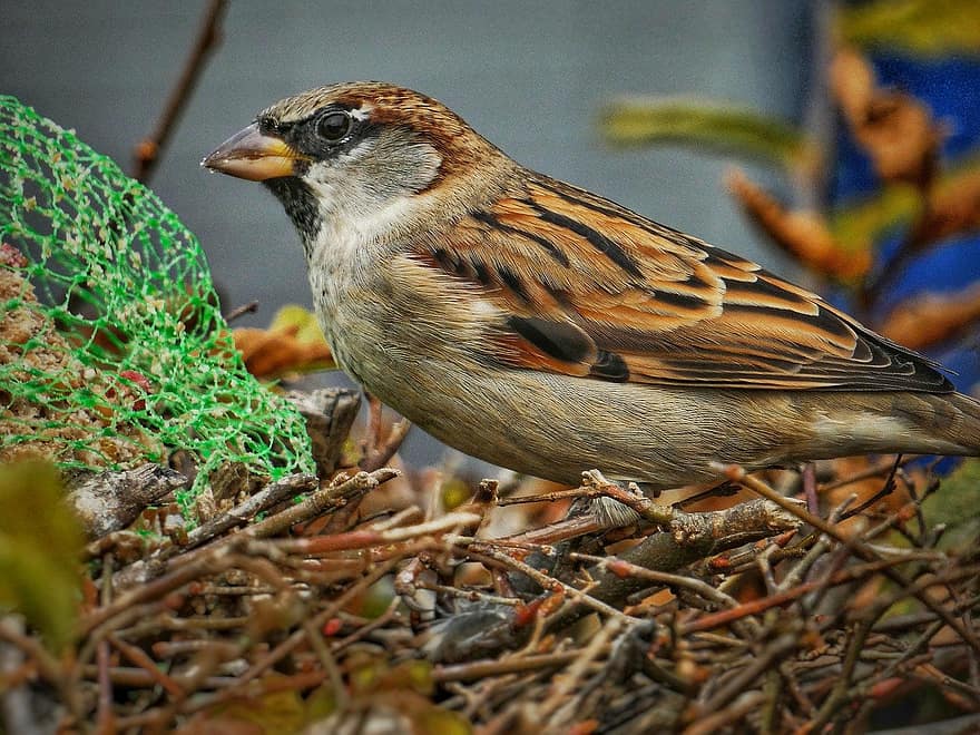 sparrow, songbird, bird