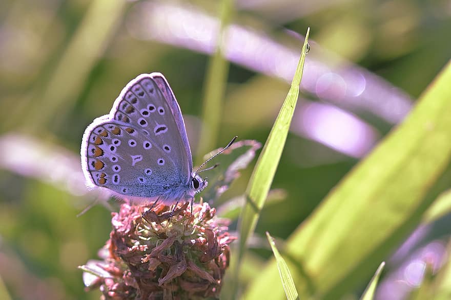Butterfly, Insect, Plant, Common Blue, Animal, Meadow, Nature