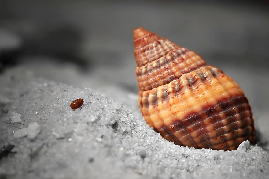Shell, Turret Snail, Beach, Stones, Sand, Summer, Shore, close-up, macro, animal shell, crustacean