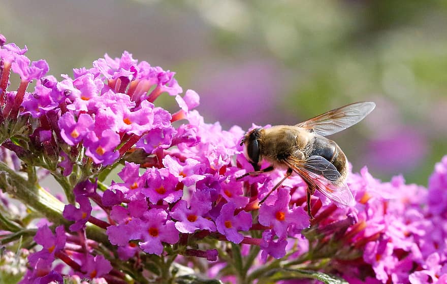 พุ่มไม้ผีเสื้อ, ผึ้ง, การผสมเกสรดอกไม้, แมลง, น้ำผึ้ง, ม่วงฤดูร้อน, ธรรมชาติ, สวน