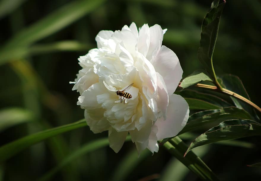 ดอกพีโอะนิ, ผึ้ง, การผสมเกสรดอกไม้, ดอกโบตั๋นสีขาว, ดอกไม้สีขาว, ดอกไม้, สวน, ธรรมชาติ, แมลง, ใกล้ชิด, ปลูก