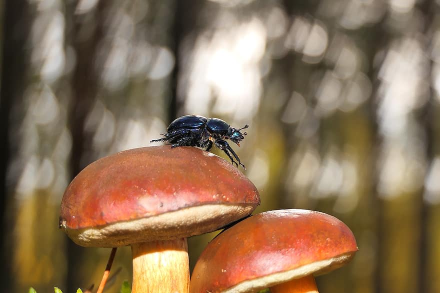 kumbang, jamur, serangga, alam, bolete, hutan, ilmu jamur