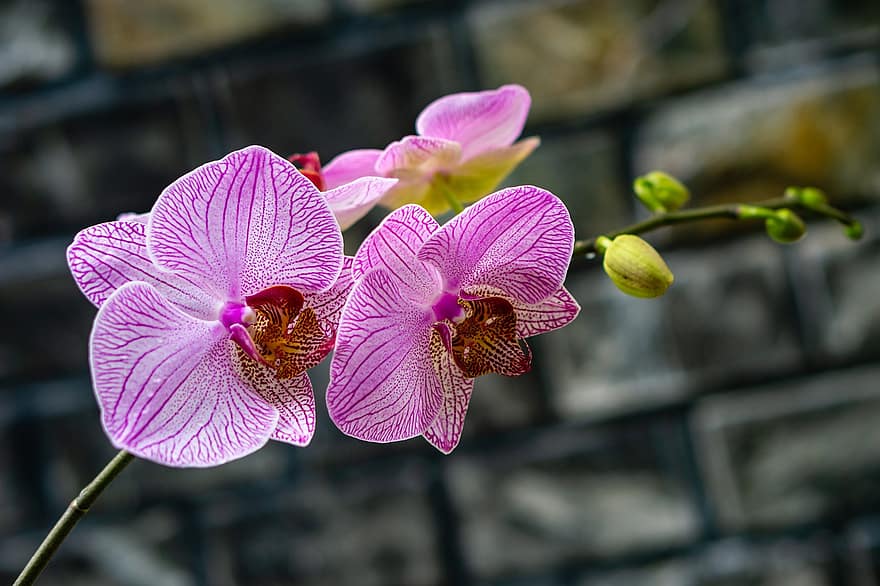 orkidéer, phalaenopsis, tegelvägg, lila blommor