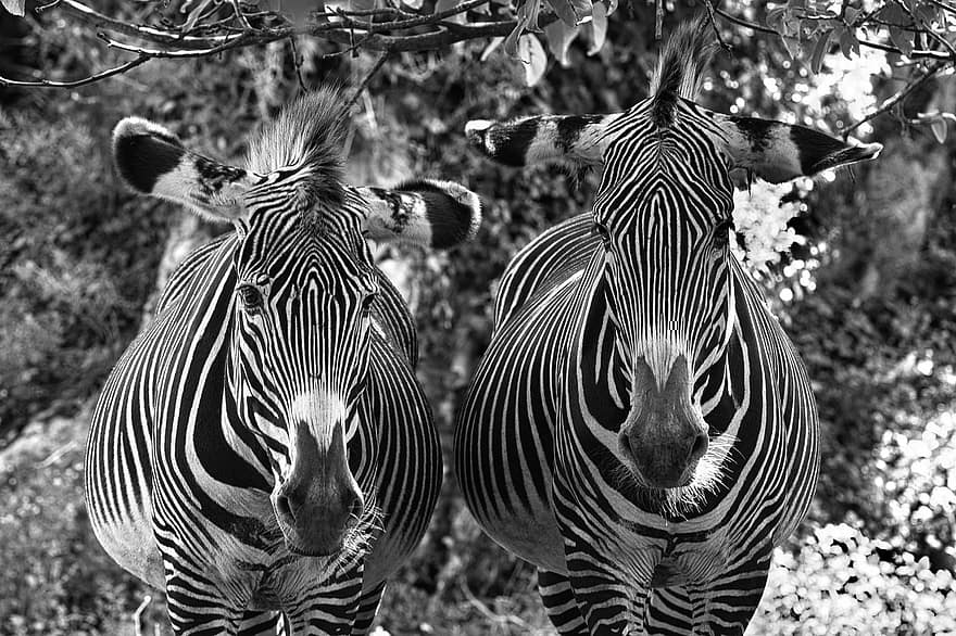 zebras, animais, jardim zoológico, eqüinos, Equinos africanos, mamíferos, retrato