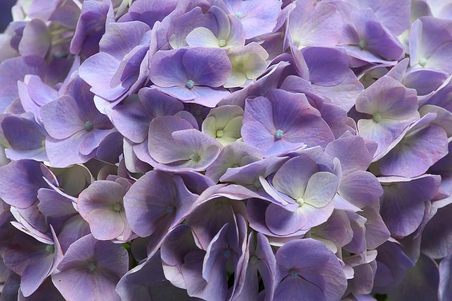 hortensia, pétalo, púrpura, floración, naturaleza, pétalos, flor, hortensias, jardín, planta, flora
