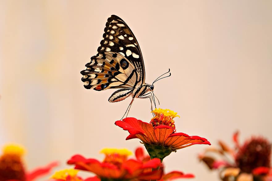 Insekt, Kalk Schmetterling, Entomologie, Bestäubung, Flügel, Blume, Flora, Schmetterling, Nahansicht, mehrfarbig, Sommer-
