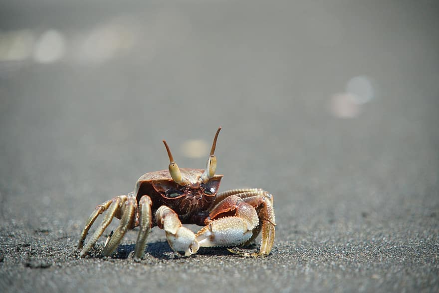 crab, plajă, animal, natură