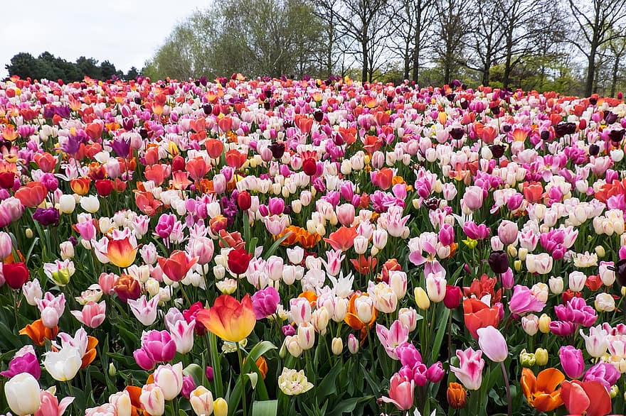 tulipány, květiny, pole žárovky, keukenhof, jaro, zahrada, tulipán, květ, vícebarevné, rostlina, květu hlavy