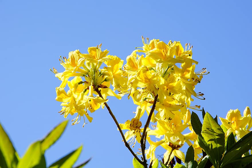 bunga kuning, bunga-bunga, taman, flora, musim semi, mekar, berkembang, kuning, musim panas, daun, merapatkan