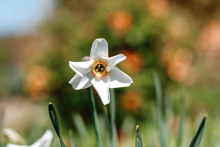 Narciso, fiore, primavera, natura, giardino, flora