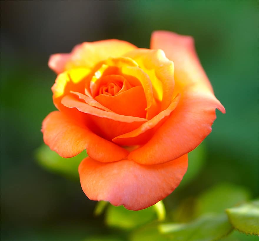 Роза, цветок, оранжевый цветок, лепестки, цветение, цвести, цветущее растение, декоративное растение, завод, Флора, природа