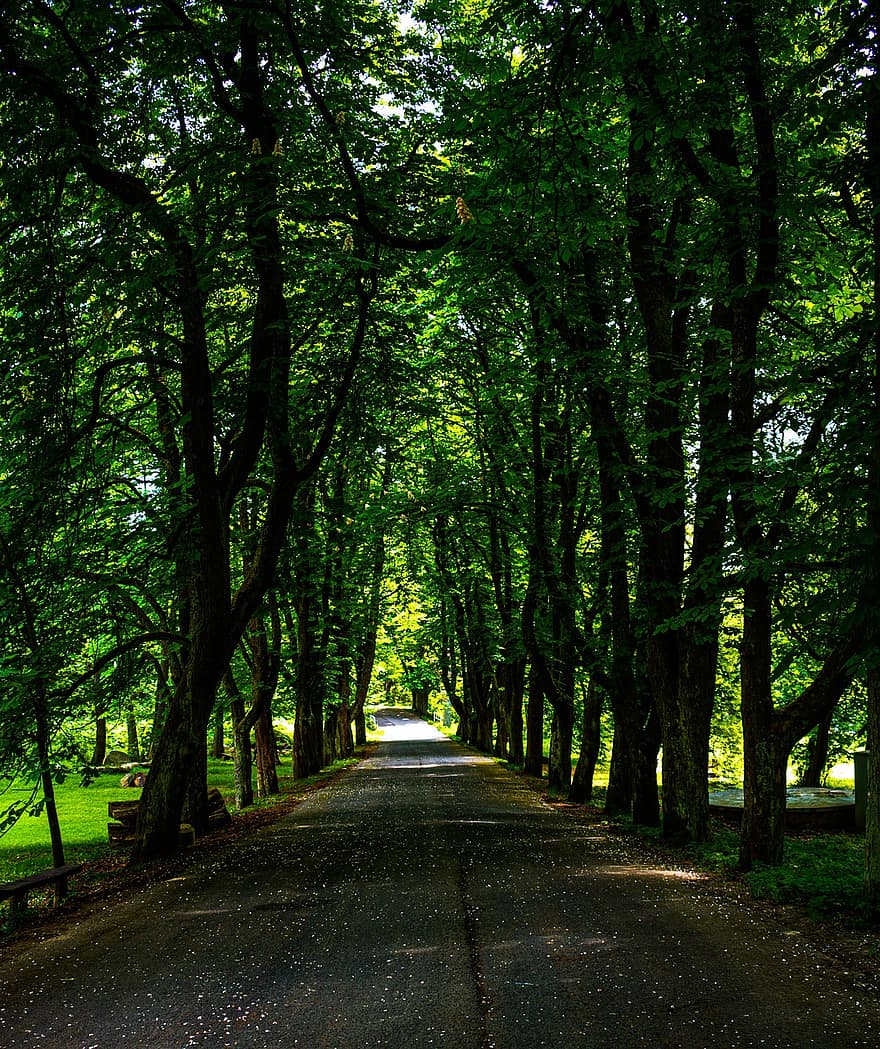 Road, Trees, Nature, Outdoors, Forest, Woods, Wilderness, Park, Travel, Rural, Way
