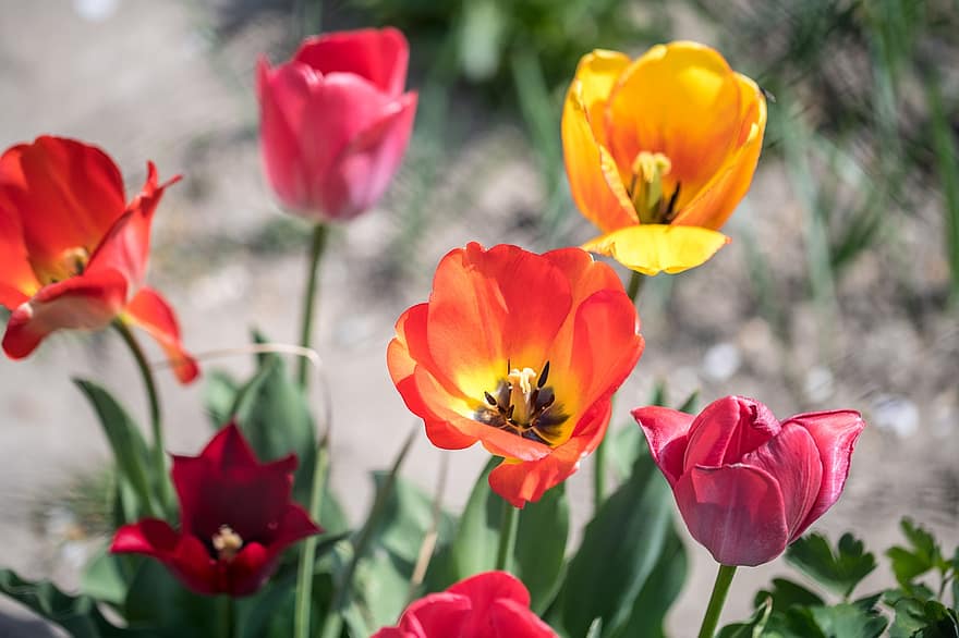 tulipaner, blomster, planter, blomst, om foråret, eng, have, natur, detaljeret, løv