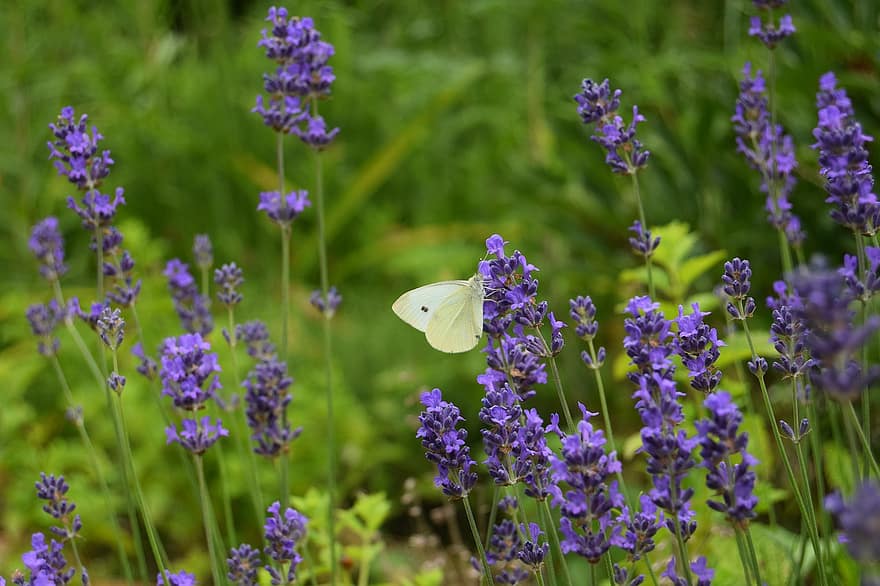 doğa, böcek, kelebek, beyaz kelebek, Pierrit Lahana, çiçek