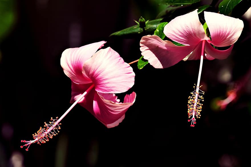 hibiscus, bloemen, tuin-, bloemblaadjes, roze bloemblaadjes, bloeien, bloesem, planten, flora, fabriek, detailopname