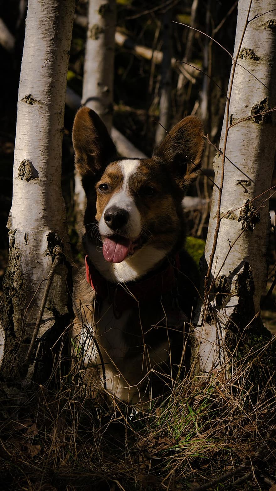 Welsh corgi cinsi köpek, köpek, ağaç, daksund, orman, doğa, sevimli, Evcil Hayvan, safkan, büyüleyici, çayır