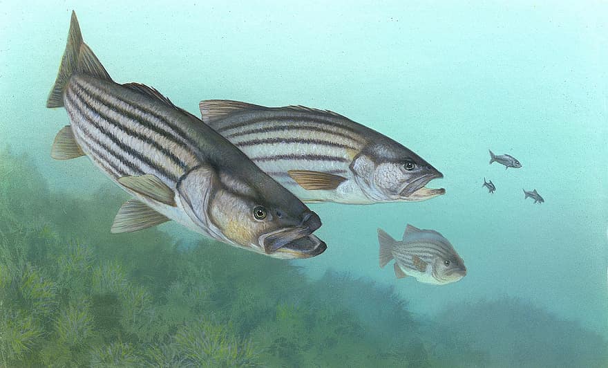 perca, Stripe Bass, peix, Morone Saxatilis, Rock Bass, Perca Blanca, Morone Chrysops, llobarro, Moronidae