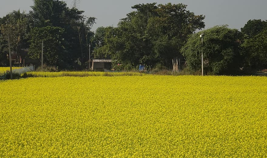 Field, Flowers, Crop, Oilseed, Mustard Field, Brassica Nigra, Indian Mustard, Golden, Agriculture, Pobitora
