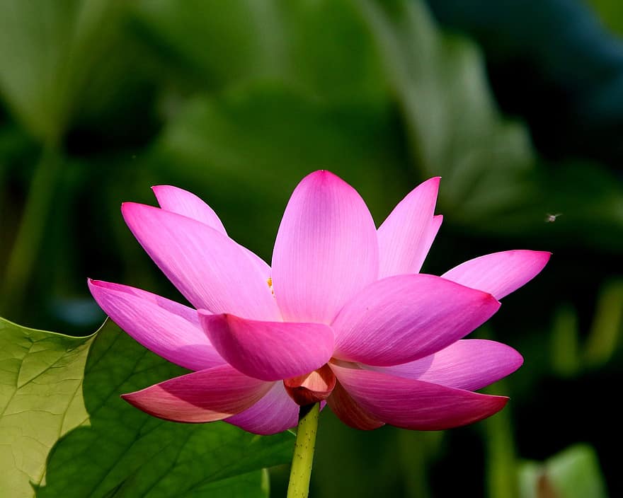 lotus, floare, plantă, floare roz, petale, a inflori, plante acvatice, natură, lac, frunze, petală