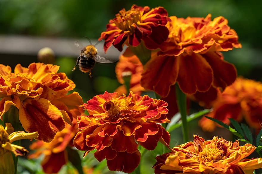 цветя, пчела, Двуцветни цветя, цвят, разцвет, листенца, Двуцветни венчелистчета, флора, цветарски, градинарство, ботаника