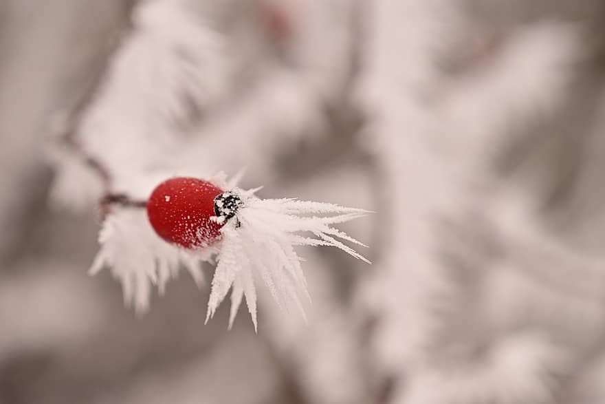 Rose Hips, Hoarfrost, Winter, Organic, Growth, Season, close-up, plant, leaf, macro, backgrounds