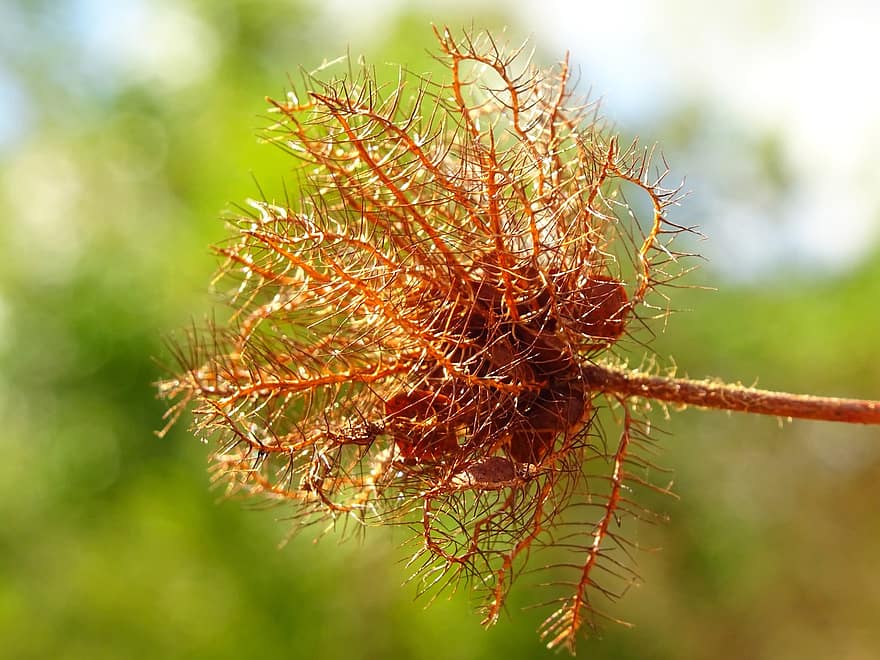 Plant, Dried, Prickly, Seed Head, Seeds, Dried Flower, Withered, close-up, tree, green color, leaf