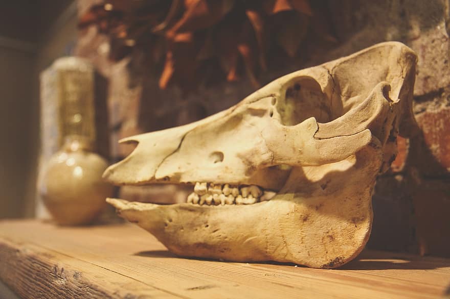 cráneo, animal, muerto, esqueleto, naturaleza, hueso, anatomía, biología