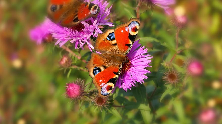 páv motýl, motýl, květiny, astry, hmyz, křídla, fialové květy, květ, rostlina, zahrada, Příroda