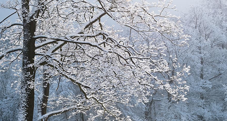 나무, 겨울, 눈 덮인, 시즌