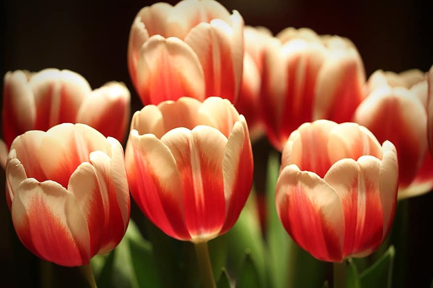 květiny, tulipány, kytice, zahrada, Příroda, květ, tulipán, rostlina, detail, květu hlavy, okvětní lístek