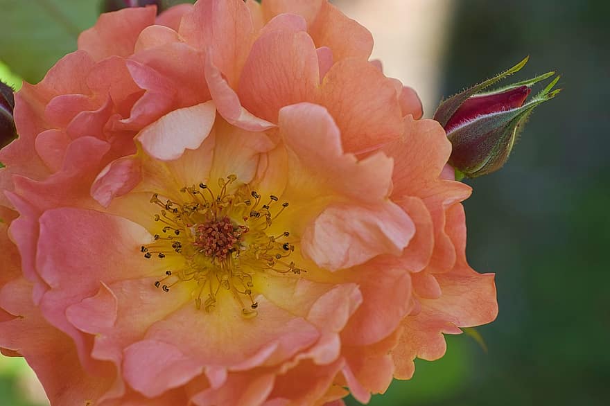 floribunda, Rosa, de cerca, flor rosa, planta, naranja, brote