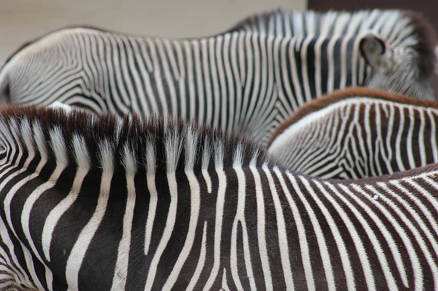 zebre, strisce, bianco e nero, equini, animali selvaggi, a strisce, natura selvaggia, natura, animali, mammiferi, mondo animale