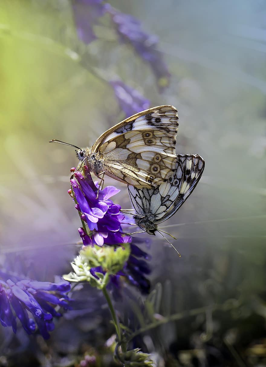 kupu-kupu, serangga, alam, musim panas, sayap, padang rumput, makro, warna, latar belakang, para, persetubuhan