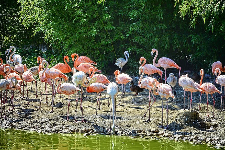 flamingos, putni, putnu parks, Villars Les Dombes