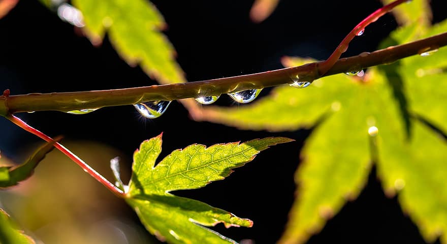 hojas, rama, arce, gotas, lluvia, reflexión, verde, hoja, de cerca, planta, color verde