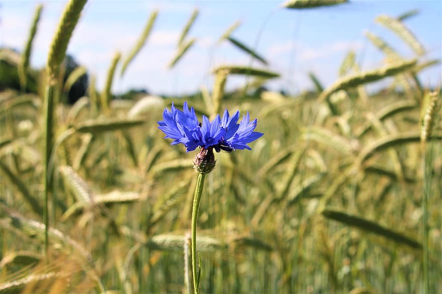 Cornflower, Wheat Field, Stormarn, Großensee