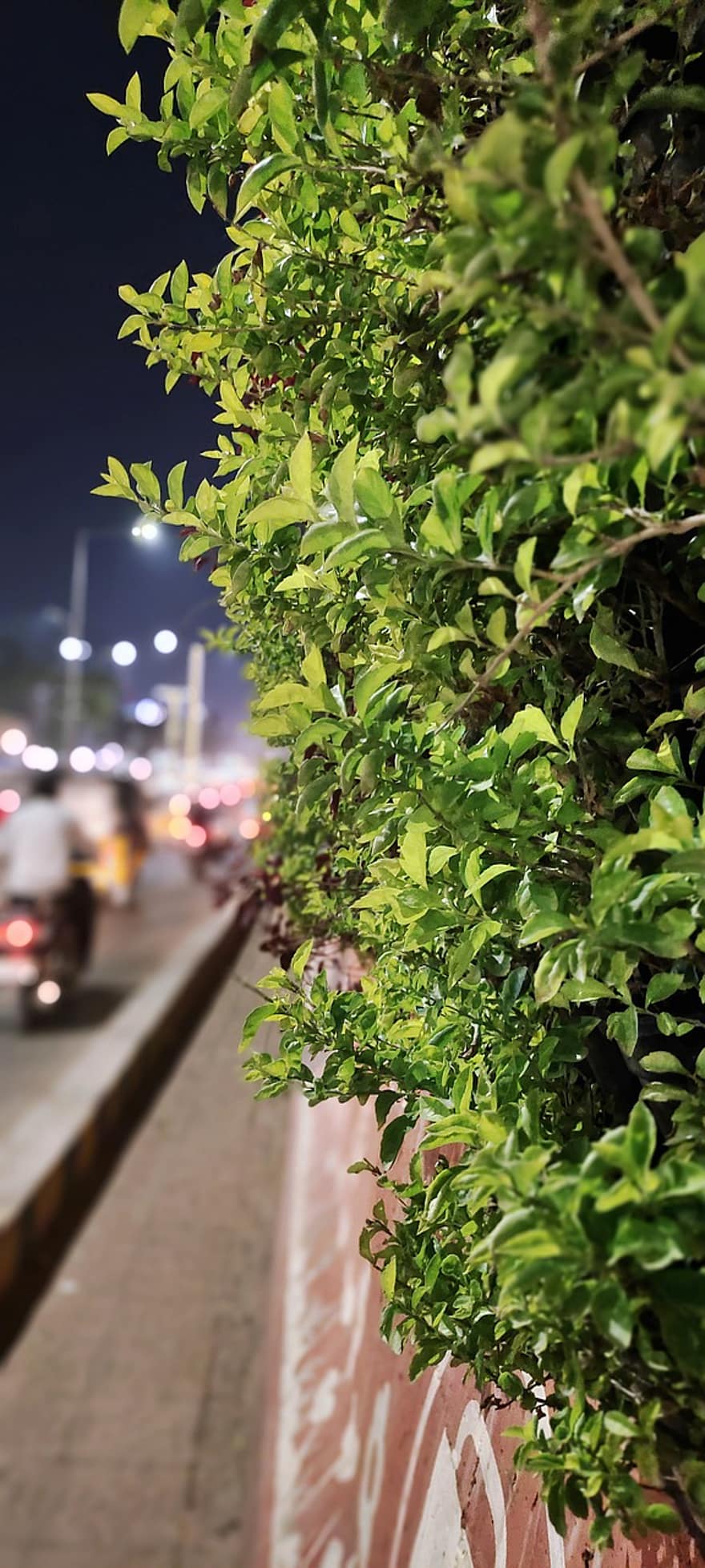 cespugli, piante, ponte, fiume, traffico, traffico cittadino, Hyderabad, luci, vasi di piante, cielo serale, città della sera