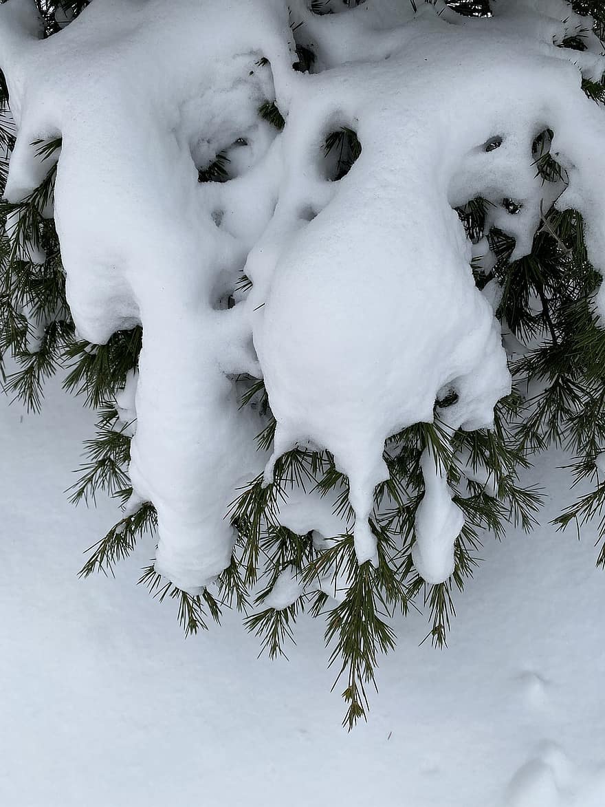 sne, vinter, Skov, træ, sæson, baggrunde, afdeling, is, frost, plante, tæt på