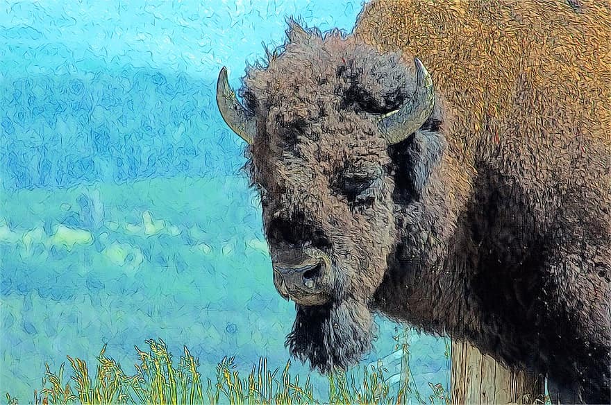 Tyr Bison, bison, bøffel, tyr, dyr, pattedyr, dyreliv, vild, amerikansk, planteæder, stor