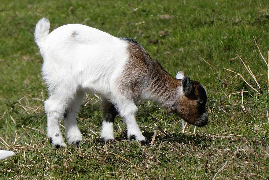 Goat, Kid, Young Goat, Newborn, Spring, Little Goat, Mammal, Outdoors, Grass, Pasture, Nature