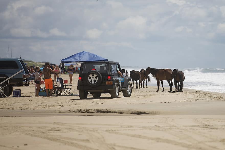 Strand, hester, kjøretøyer, turister, mennesker, ville hester, hingst, equine, sand, kyst, shore